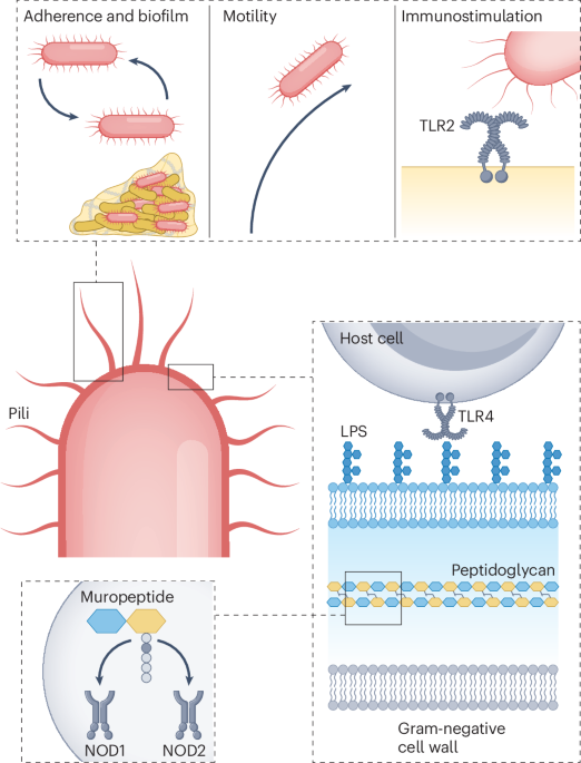 Akkermansia muciniphila scientific illustration and research data