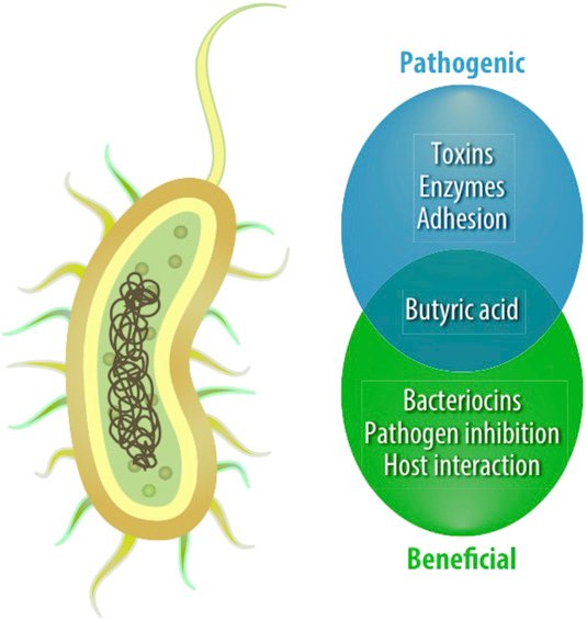 Clostridium butyricum bacteria microscopic view